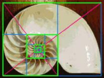 Fibonacci Seashell